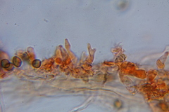 Psilocybe laurae