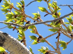 Populus laurifolia