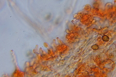 Psilocybe laurae