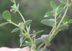 Euphorbia cinerascens