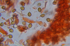 Psilocybe laurae