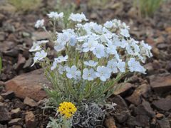 Eritrichium pectinatum