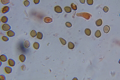 Psilocybe laurae