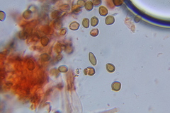 Psilocybe laurae