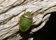 Piezodorus