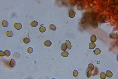 Psilocybe laurae