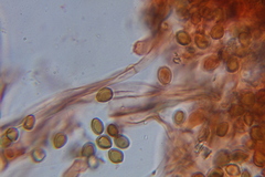Psilocybe laurae