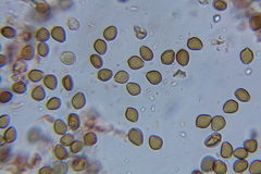 Psilocybe laurae