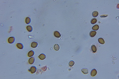 Psilocybe laurae