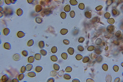 Psilocybe laurae