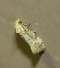 Cochylis