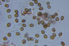 Psilocybe laurae