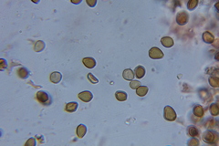 Psilocybe laurae