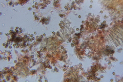 Psilocybe laurae