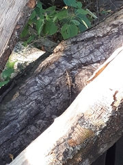 Sceloporus melanorhinus