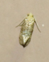 Cochylis