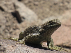 Liolaemus bellii