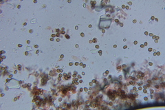 Psilocybe laurae