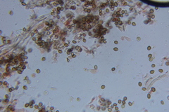 Psilocybe laurae