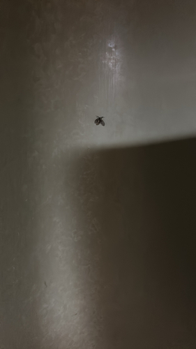 Unknown species found near Circle 33 Rd, Nelsonville, OH, US