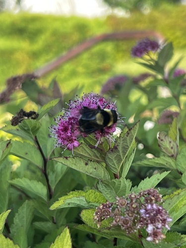 Unknown species found near Grand Ave, Saint Paul, MN, US