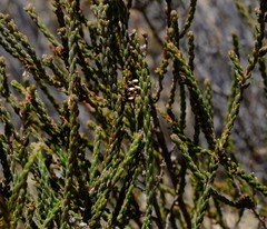 Erica rigidula