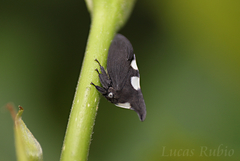 Enchophyllum nigrocupreum