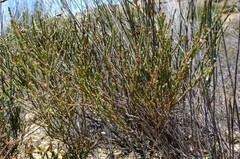 Erica rigidula