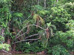 Oenocarpus
