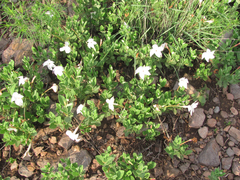 Mandevilla macrosiphon