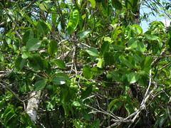 Calophyllum
