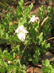 Mandevilla macrosiphon