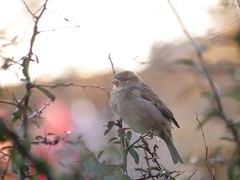 Passer domesticus