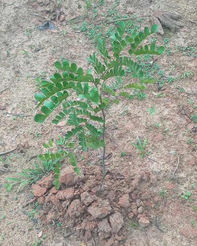 Brazilwood