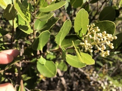 Olea capensis capensis