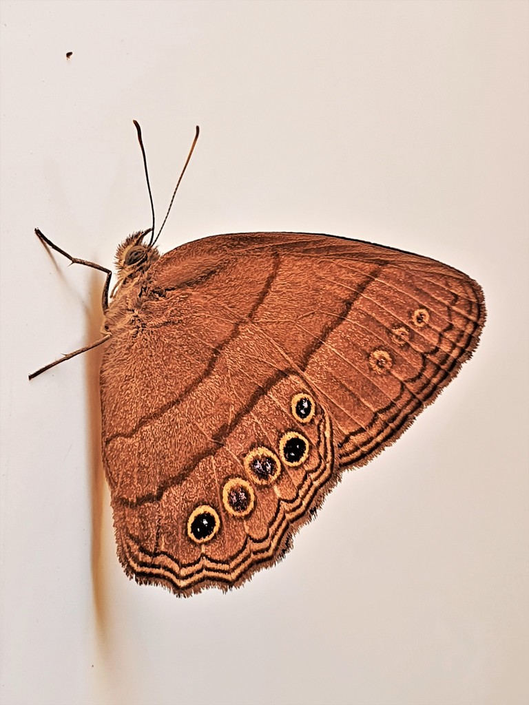 Paryphthimoides argulus