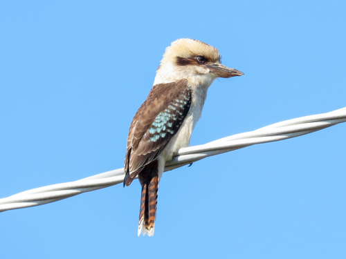 Laughing Kookaburra, photo 5 of 10