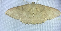Luxiaria subrasata