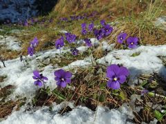 Viola altaica