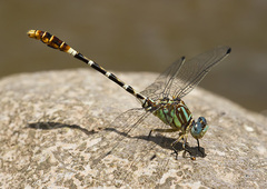 Erpetogomphus lampropeltis natrix
