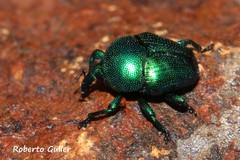 Eurhinus adonis