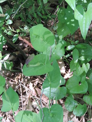 Aristolochia rotunda rotunda