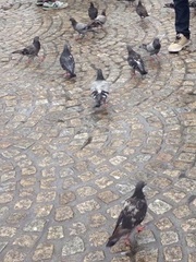 Columba livia domestica
