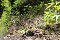 Wynnea americana