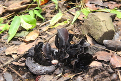 Wynnea americana