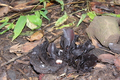 Wynnea americana