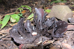 Wynnea americana