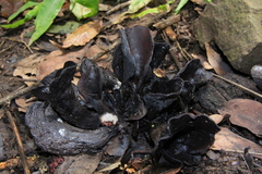 Wynnea americana