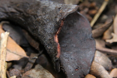 Wynnea americana