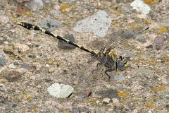 Progomphus borealis